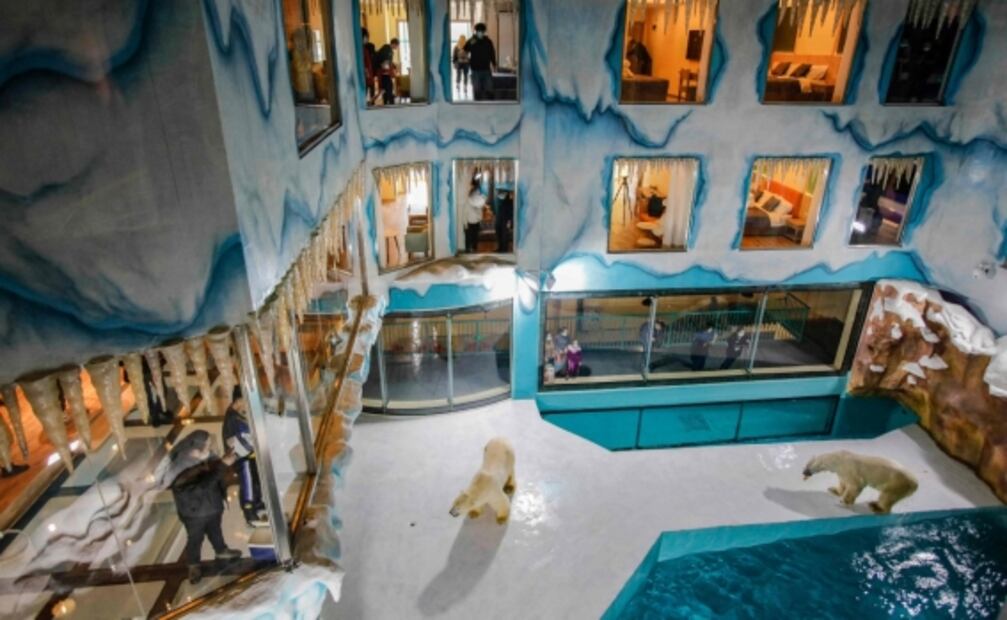 Hotel enfrenta críticas por exhibir osos polares en cautiverio