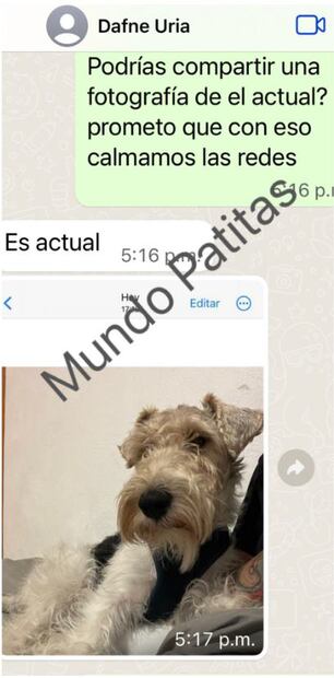 Tweet Mundo Patitas sobre "Docky"