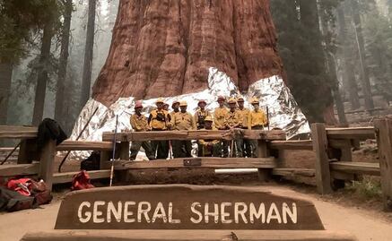 ¿Cómo va el incendio KNP, que amenaza al “árbol más grande del mundo”?