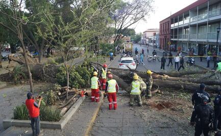 Emblemático fresno, supuestamente sembrado por José María Morelos, cae sobre dos automóviles