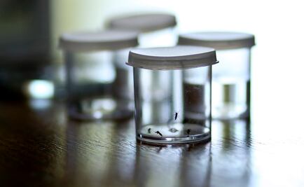 OMS recuerda restricciones para donar sangre por zika