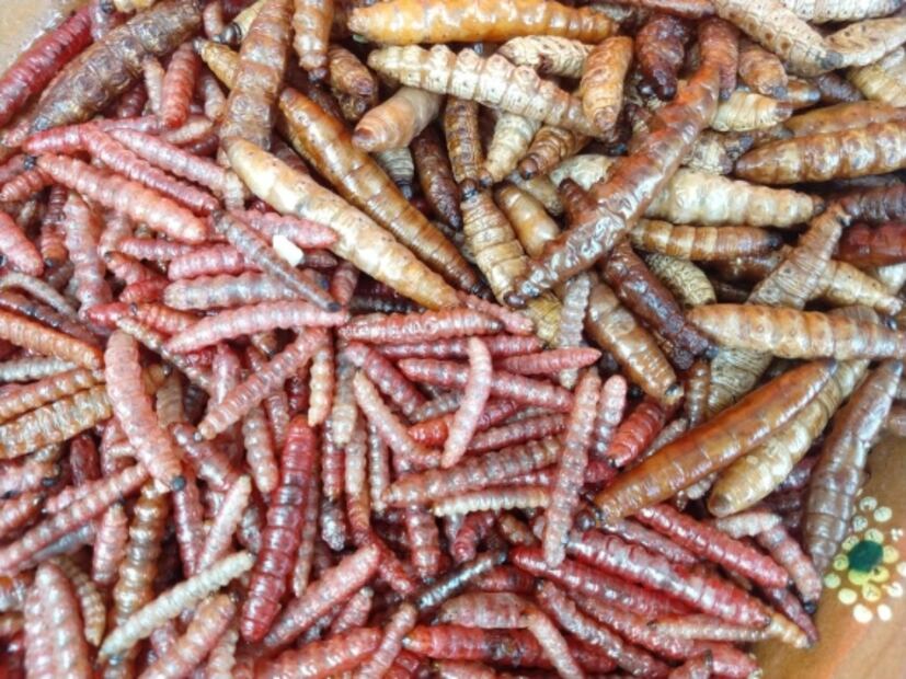 ¡Ahí vienen los escamoles y otras delicias!