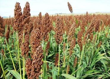 7 granos que debes incluir en tu dieta