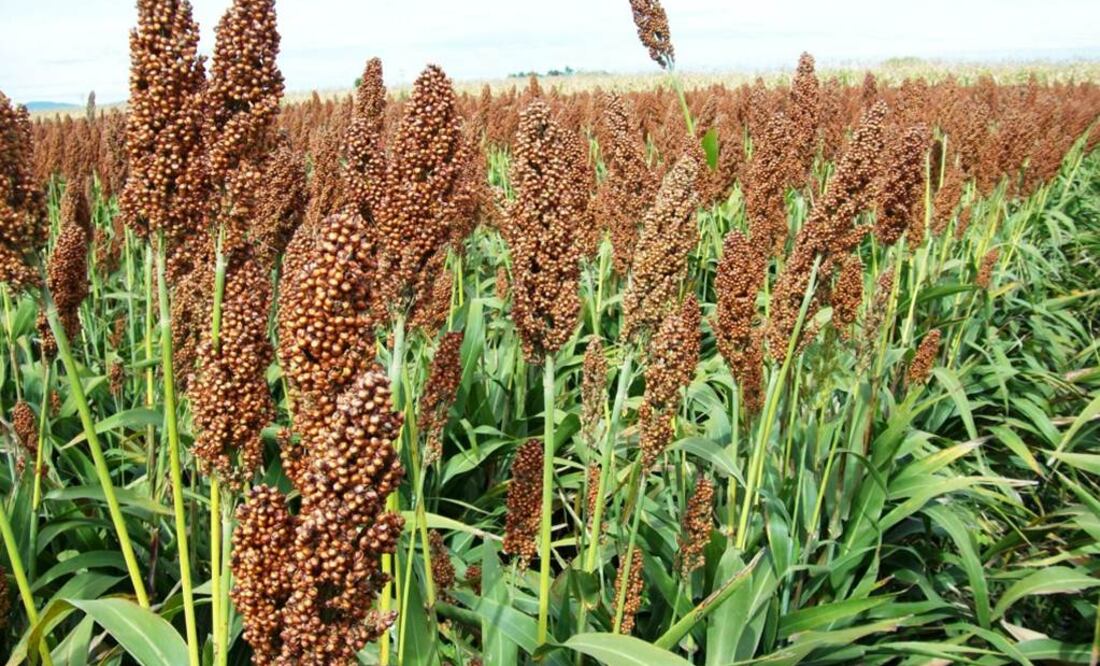 Esto hace de los granos, buenos alimentos para la salud, indican investigadores