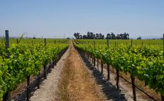 Vino de California: un brindis por el planeta
