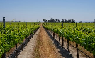 Vino de California: un brindis por el planeta