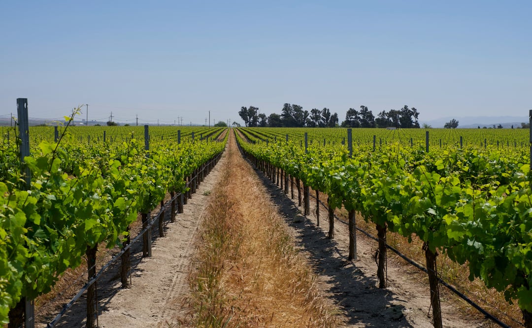 Foto: Cortesía / Richard Morley para Wine Institute.