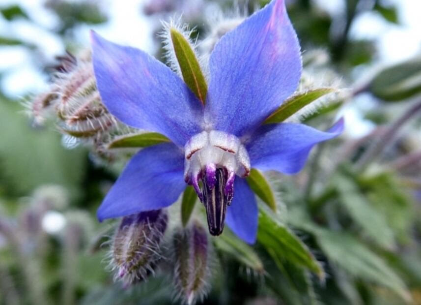 7 Flores comestibles que tienes que probar