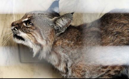 Rescatan a lince en mercado de Ecatepec