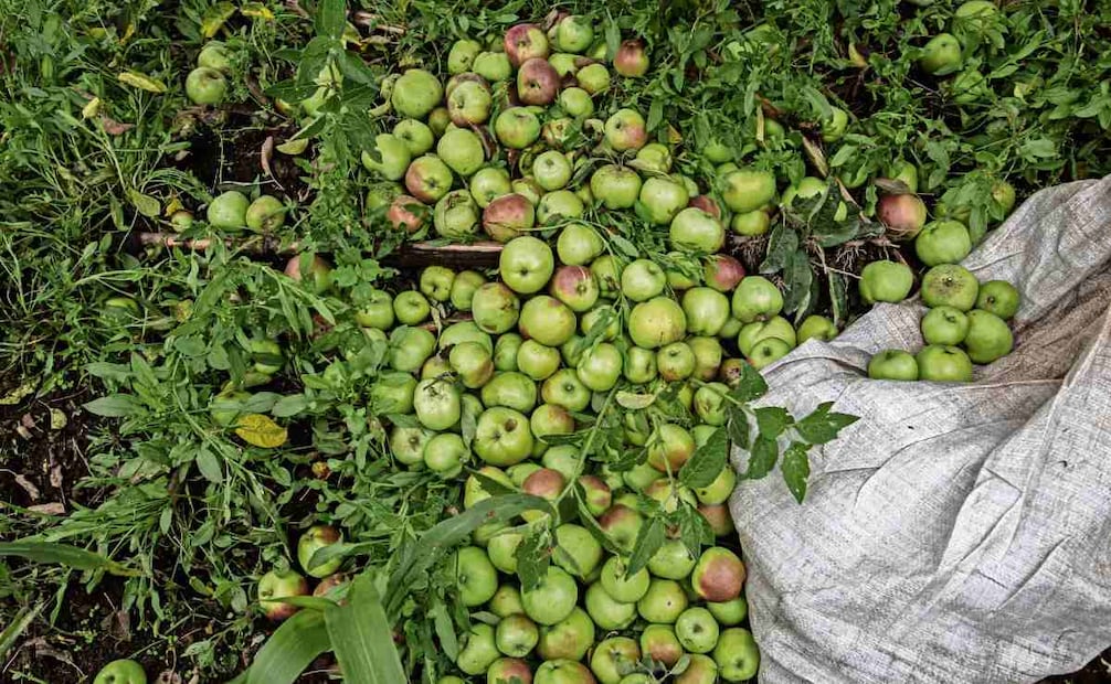 Fernández Parra y su familia llevan tres años recogiendo manzanas en una huerta ubicada en Atexcac, un poblado aledaño a Huejotzingo, perteneciente a doña Margarita Pérez y don Sebastián Gordillo. Foto: Gabriel Pano / EL UNIVERSAL
