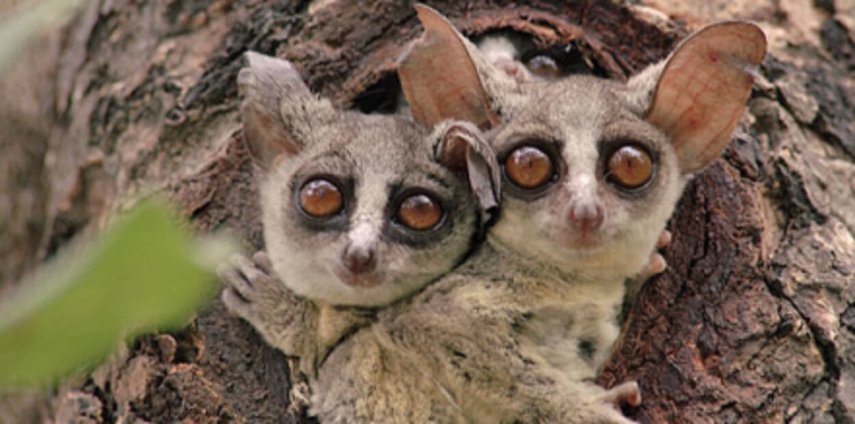 Descubren tres nuevas especies de primates, extintos hace 40 millones de años