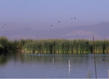 FOTOS: Lago de Texcoco, primer Sitio Demostrativo de Ecohidrología en México