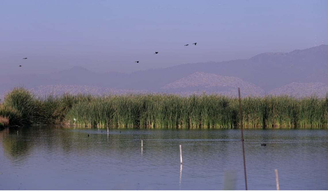 En el marco del Día Mundial de los humedales, la titular del Medio Ambiente, Alicia Bárcena, acudió al Parque Ecológico Texcoco en donde liberó peces en peligro de extinción. Foto: Carlos Mejía/EL UNIVERSAL