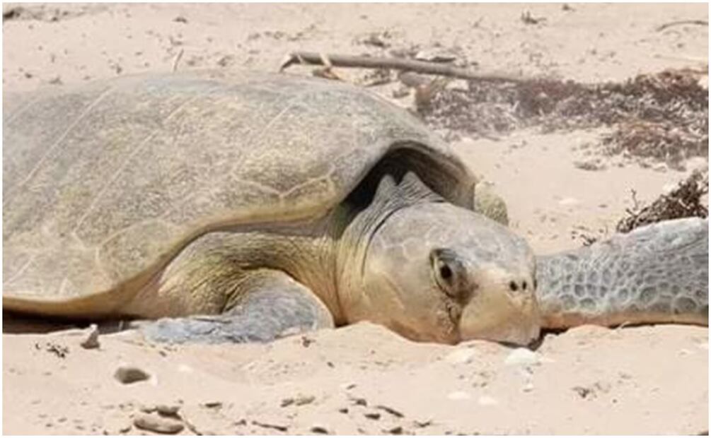 Hasta el momento a lo largo de la costa yucateca se han contabilizado casi mil nidos de tortuga. Foto: Especial
