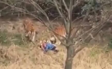 Video. Tigre mata a un turista en zoológico de China
