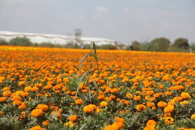 Feria del Cempasúchil 2021 en CDMX: fechas, sedes y horarios 