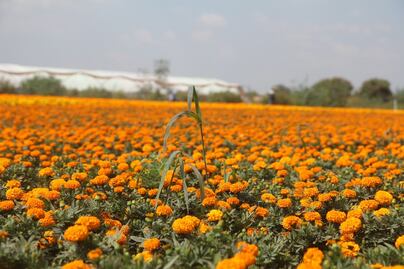 Feria del Cempasúchil 2021 en CDMX: fechas, sedes y horarios