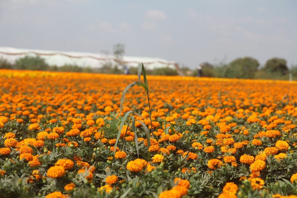 Foto: sedema.cdmx.gob.mx