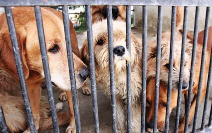 Buscan acabar con el maltrato animal en la Magdalena Contreras