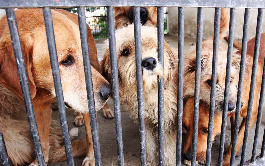 Foto: Archivo / EL UNIVERSAL