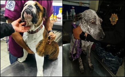 Rescatan a dos lomitos por maltrato animal en la alcaldía Benito Juárez