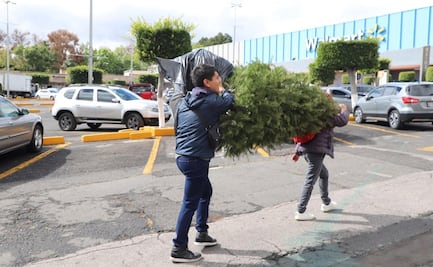 Inicia acopio de pinos navideños naturales en la alcaldía Álvaro Obregón; buscan promover su reciclaje 