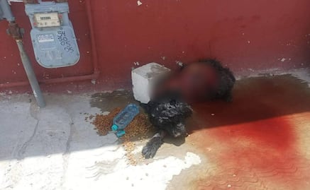 Desollan a perrito chow chow en Ciudad Juárez; ofrecen hasta 21 mil pesos por los responsables mientras fiscalía investiga