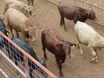Gobierno y ganaderos en Coahuila exigen cierre de frontera sur ante plaga de gusano barrenador