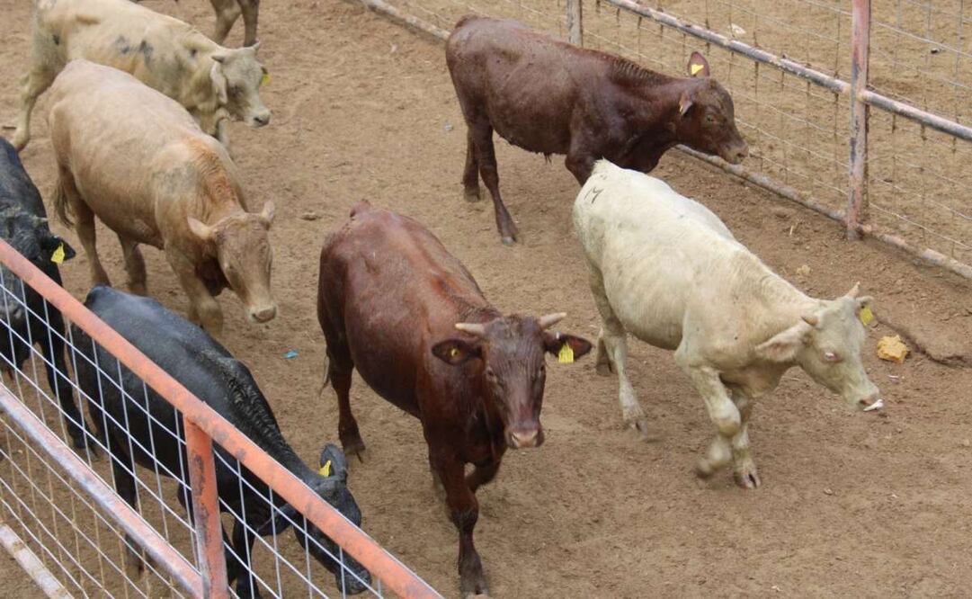 Ganaderos han exigido cierre de fronteras del sur por la presencia del gusano barrenador. Foto: Archivo