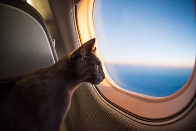 Estas mascotas sí pueden viajar en la cabina de un avión