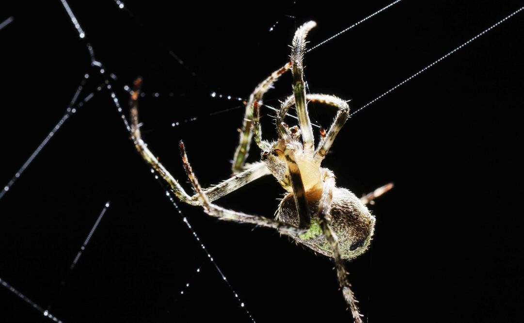 Imagen ilustrativa de una araña en su red. Foto: EFE/Jeffrey Arguedas