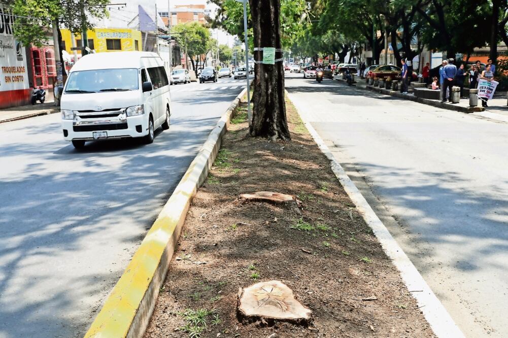 La secretaria de Gobierno señaló que se analiza dónde se plantarán los 300 árboles que se derribarán en la zona se Misterios por la construcción. (ARCHIVO EL UNIVERSAL)