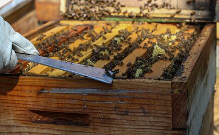 Propóleo para la prevención y el tratamiento del Covid-19, UNAM