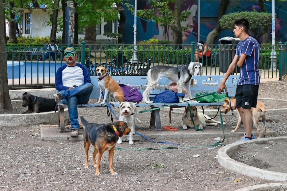 Paseadores dijeron que se regulará el número de canes que pueden llevar. Foto: Archivo El Universal