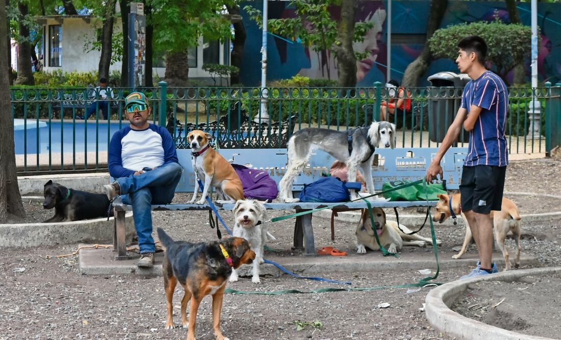 Paseadores dijeron que se regulará el número de canes que pueden llevar. Foto: Archivo El Universal