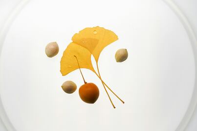 Cuáles son los beneficios del ginkgo biloba y cómo se toma