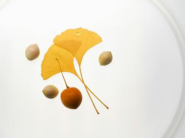 Cuáles son los beneficios del ginkgo biloba y cómo se toma