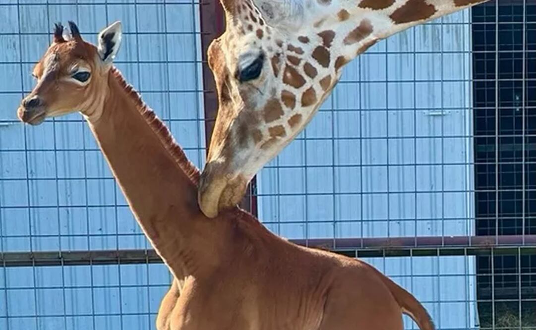 Una jirafa sin manchas nació el 31 de julio en Limestone, Tennessee: Zoológico de Brights