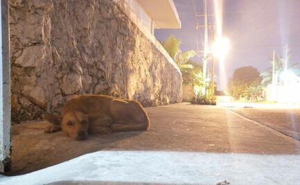 Denuncian violación y maltrato de perros en Tekax, Yucatán