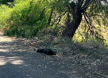 Denuncian presunto envenenamiento masivo de animales en Durango