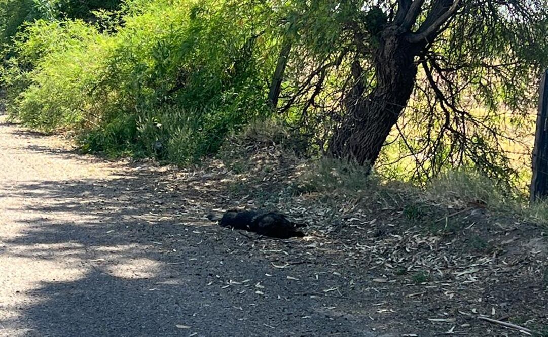 La ambientalista detalló que encontraron muertos una familia de cinco perros y tres gatos, más 25 perros callejeros presuntamente envenenados masivamente. Foto: especiales