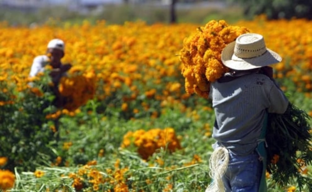 Visita los campos de cempasúchil en el estado de Puebla