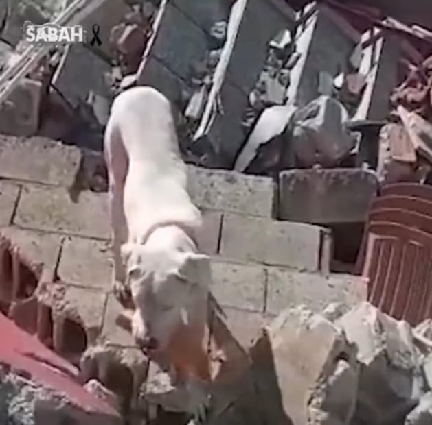 VIDEO: Gatito rescatado entre los escombros en Turquía se niega a abandonar al hombre que lo salvó