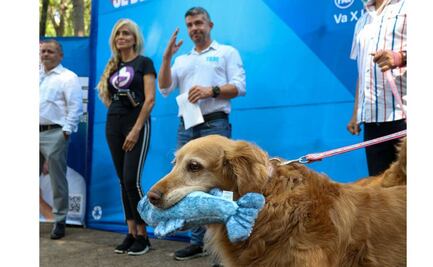 Mauricio Tabe propone un Consejo Animalista en la Miguel Hidalgo