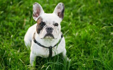 ¿Cómo tramitar el Registro Único de Animales de Compañía (RUAC)?; ayuda a proteger a las mascotas