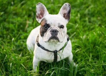 ¿Cómo tramitar el Registro Único de Animales de Compañía (RUAC)?; ayuda a proteger a las mascotas