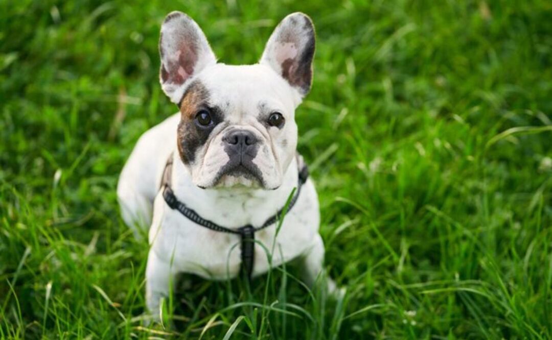 ¿Cómo tramitar el Registro Único de Animales de Compañía (RUAC)?. Fuente: Freepik.