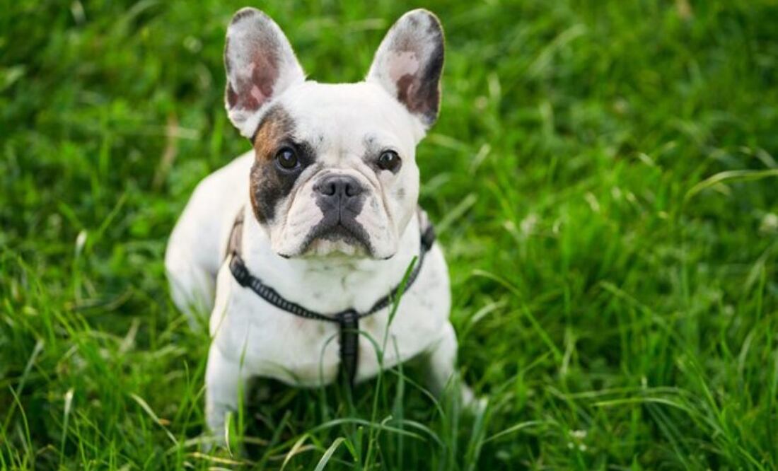 ¿Cómo tramitar el Registro Único de Animales de Compañía (RUAC)?. Fuente: Freepik.