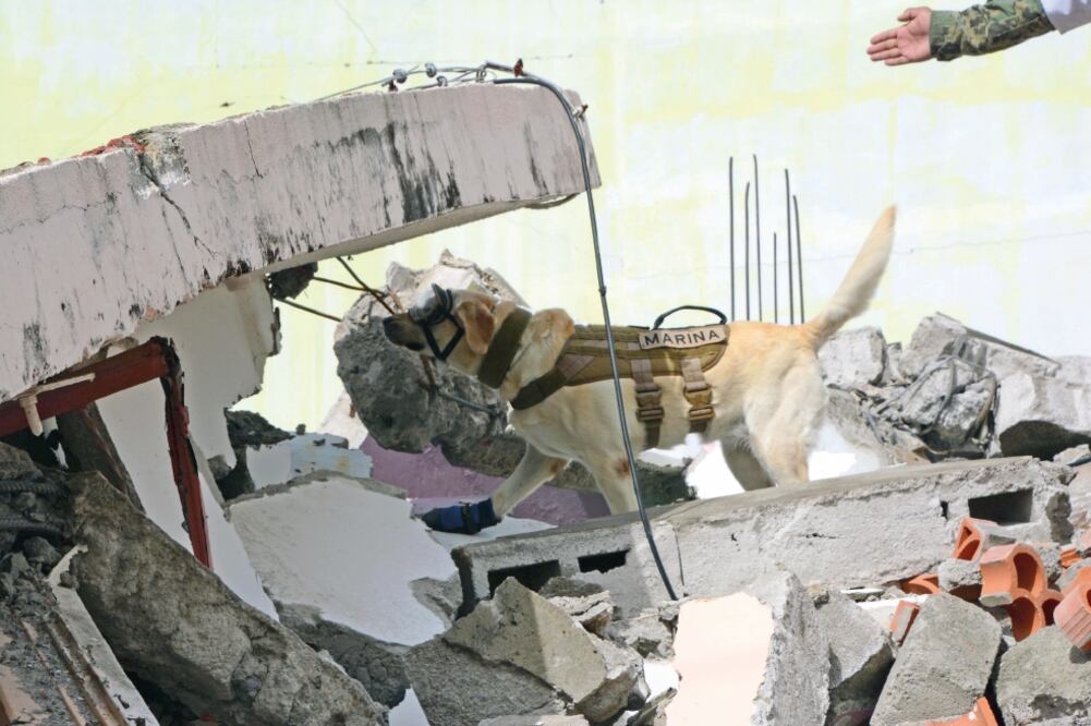 La sociedad civil busca reconocer la labor de los casi 40 perros rescatistas. Frida, en la imagen, fue una de las más destacadas. (ARCHIVO EL UNIVERSAL)