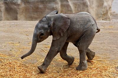 ¿Perros y gatos se divierten más? Revelan que animales silvestres también disfrutan del juego